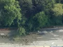 news_treefall_7125324659