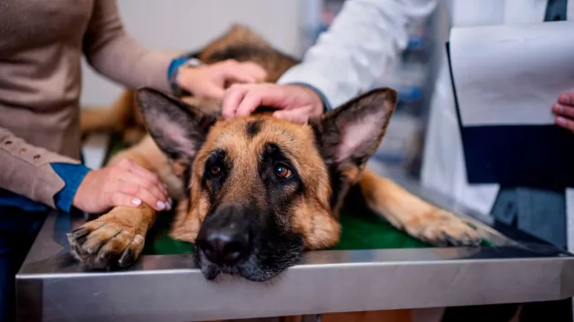 news_dogillnessvet_71025478512