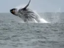 getty_whale_72125332549