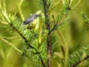 kirtland-warbler