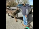fairuse_michigan_929839143
