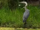 great-blue-heron