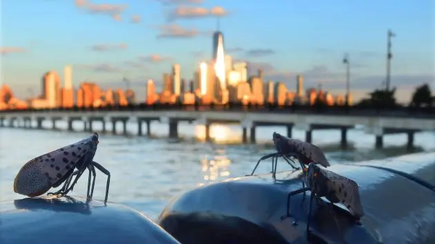 getty_lantern-3-gty-er-260209_1770654215192_hpembed_23x15657826