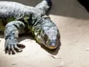 news_nilemonitorlizard_31126506811