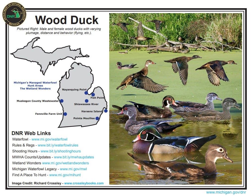 Senate votes to name official state duck for Michigan