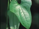 cinnamon-vine-close-up-leaf-photo-credit_-chris-evans-university-of-illinois-bugwood-org-002