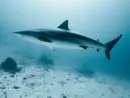 getty_shark_51426809650