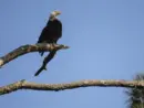 g_baldeagle_05152674440