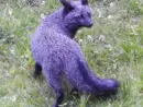 black-fox-2