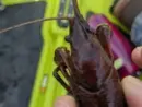 red-crayfish-2