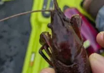 red-crayfish-2