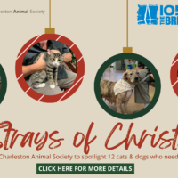 12-strays-of-christmas-blog-banner