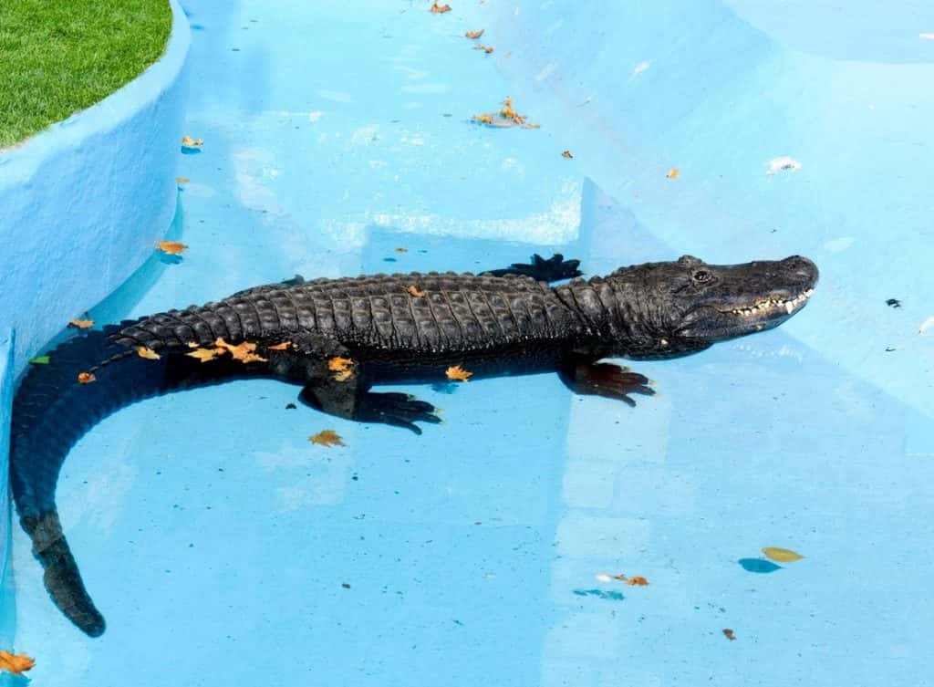 Gator Pool Party: Alligator Hangs in the Deep End of Family's Pool | WBTI