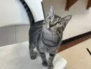 josephine