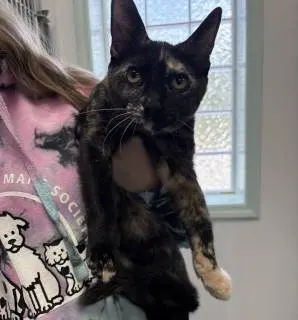 1196_684_7an0rswcy03088