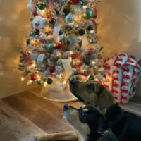 jessi-chloe-alaina-frey