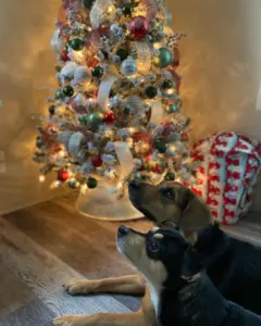 jessi-chloe-alaina-frey