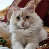 johnson-sandra-jackson