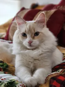 johnson-sandra-jackson