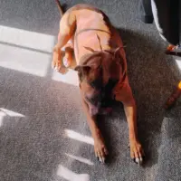 scooby-jackie-ingram