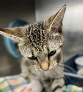 1234_734_7cq1ffvpa02232