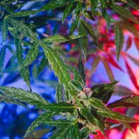 2602231602_blank813634