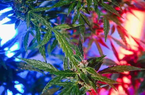 2602231602_blank813634