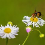 flower-insect-bee