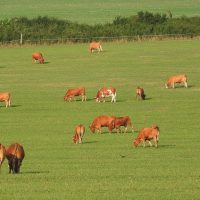 cows-cattle-bovine