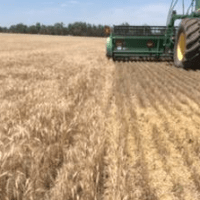 wheat-harvest