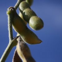 soybean-pod