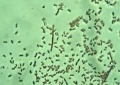 usda-bacteria
