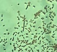 usda-bacteria