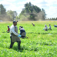 h2a-workers-2