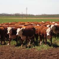 hereford_cattle_herd-2