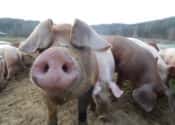 pig_looks_directly_in_camera