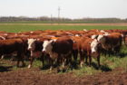 cattle-herd