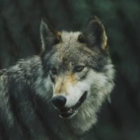 grey-wolf