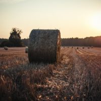 farm-unsplash