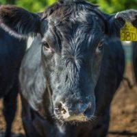 cows-usda