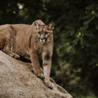 cougar-puma