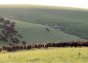 cattle-grazing-usda