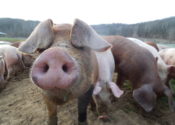 pig_looks_directly_in_camera-4