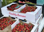 food-strawberries-unsplash