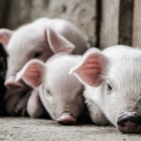pigs-unsplash