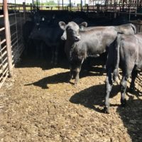 stockyards-2-db
