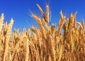 wheat-field-2-unsplash