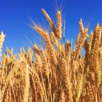 wheat-field-2-unsplash