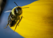 bee-crop-usda