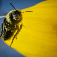 bee-crop-usda
